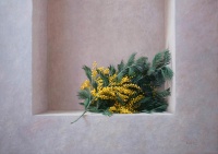 mimosa