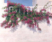 planta